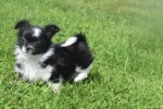 Chihuahua (teef) 28731