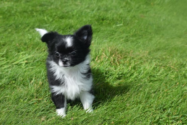 Chihuahua (teef) 28731