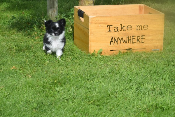 Chihuahua (teef) 28731
