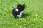 Chihuahua (teef) 28731