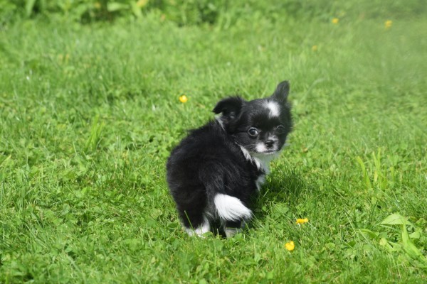 Chihuahua (teef) 28731