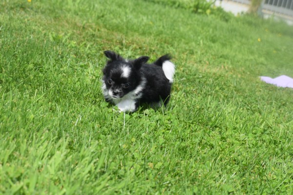 Chihuahua (teef) 28731