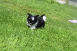 Chihuahua (teef) 28731
