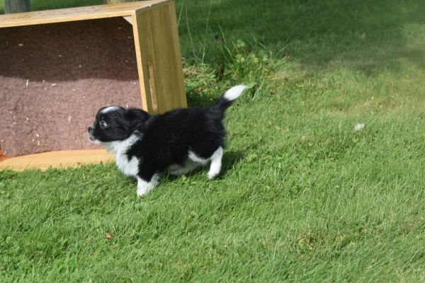 Chihuahua (teef) 28731