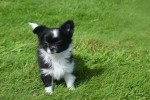 Chihuahua (teef) 28731