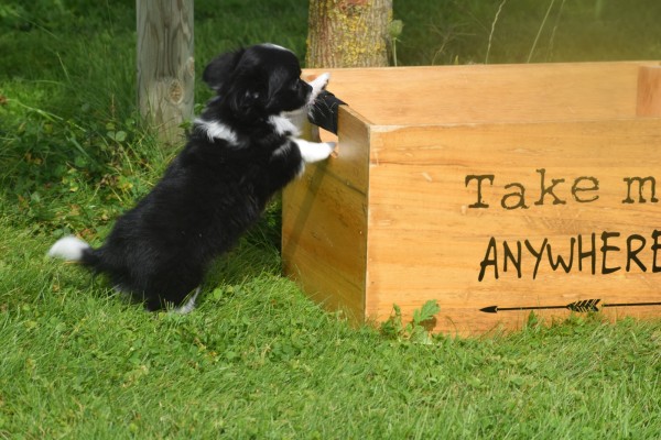 Chihuahua (teef) 28731
