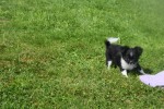 Chihuahua (teef) 28727