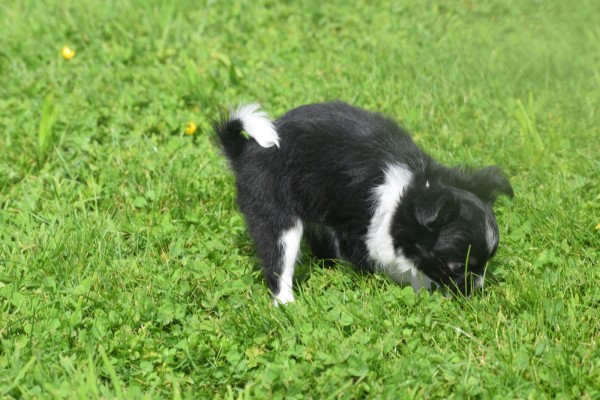 Chihuahua (teef) 28727