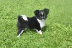 Chihuahua (teef) 28727