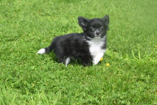 Chihuahua (reu) 28725
