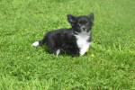 Chihuahua (reu) 28725
