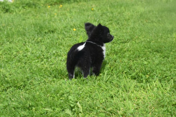 Chihuahua (reu) 28725