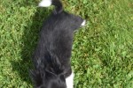 Chihuahua (reu) 28725