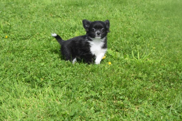 Chihuahua (reu) 28725
