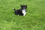 Chihuahua (reu) 28725
