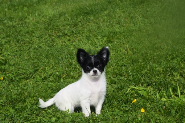Chihuahua (teef) 28728