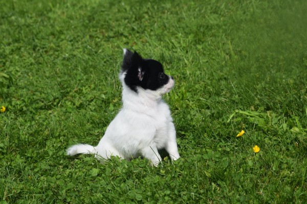 Chihuahua (teef) 28728