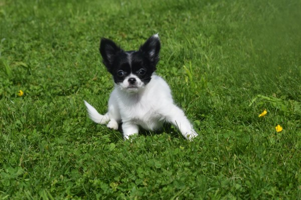 Chihuahua (teef) 28728