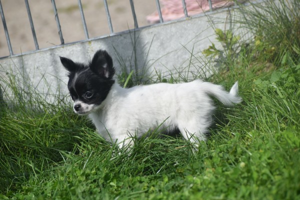 Chihuahua (teef) 28728