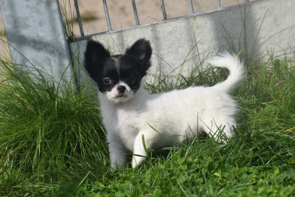 Chihuahua (teef) 28728