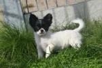 Chihuahua (teef) 28728