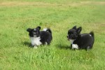 Chihuahua (reu) 28725