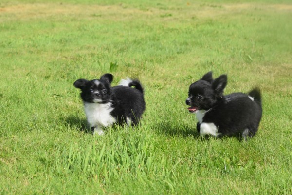 Chihuahua (teef) 28731