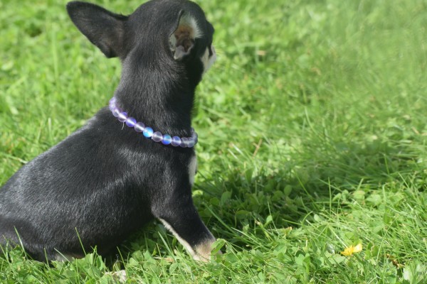 Chihuahua (reu) 36938