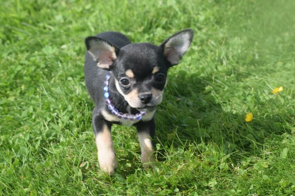 Chihuahua (reu) 36938