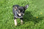 Chihuahua (reu) 36938