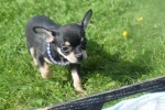 Chihuahua (reu) 36938