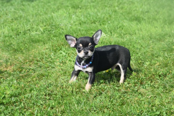 Chihuahua (reu) 36938