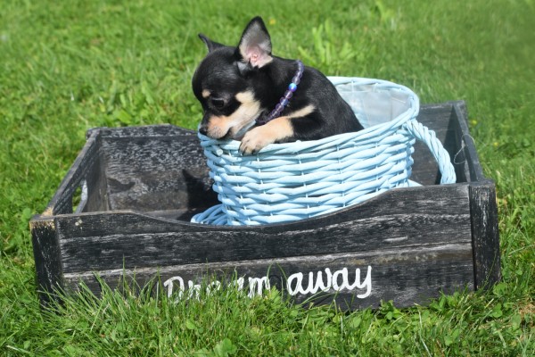 Chihuahua (reu) 36938