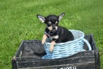 Chihuahua (reu) 36938