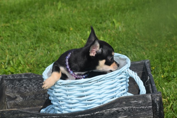 Chihuahua (reu) 36938