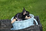 Chihuahua (reu) 36938