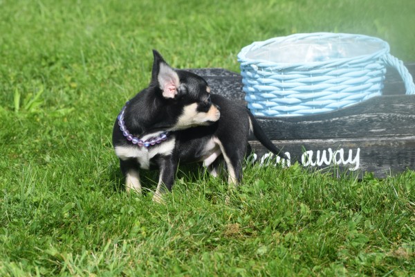 Chihuahua (reu) 36938