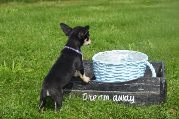 Chihuahua (reu) 36938