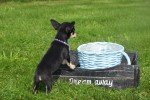Chihuahua (reu) 36938
