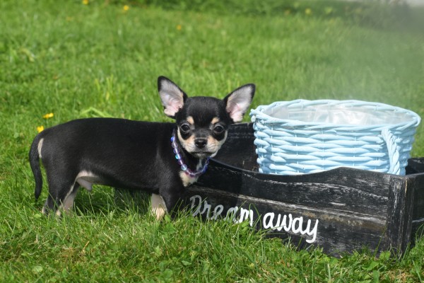 Chihuahua (reu) 36938