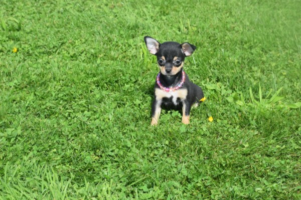 Chihuahua (teef) 36886
