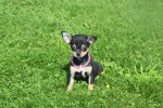 Chihuahua (teef) 36886