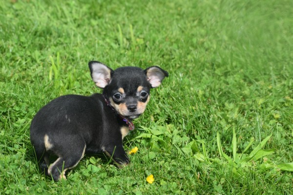 Chihuahua (teef) 36886