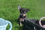 Chihuahua (teef) 36886