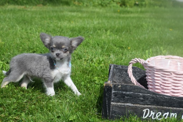 Chihuahua (reu) 28718