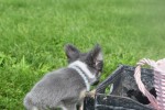 Chihuahua (reu) 28718