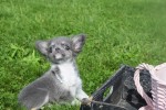 Chihuahua (reu) 28718