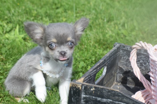 Chihuahua (reu) 28718