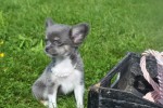 Chihuahua (reu) 28718