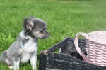 Chihuahua (reu) 28718